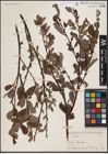Foto von Salix aurita L.